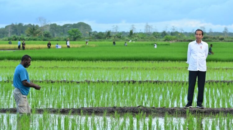 Wujudkan Swasembada, Deputi Perekonomian Setkab Dorong Peningkatan Produksi Daging Nasional