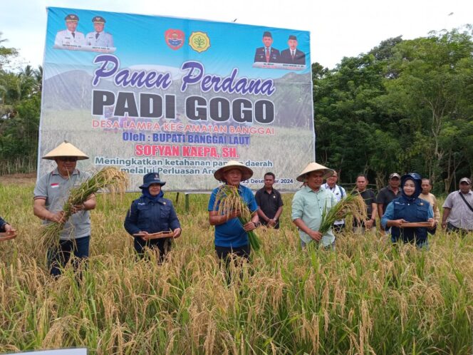 
					Mantap! Inovasi Bupati Sofyan Kaepa, Banggai Laut Panen Perdana Padi Gogo
