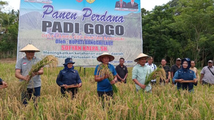 Mantap! Inovasi Bupati Sofyan Kaepa, Banggai Laut Panen Perdana Padi Gogo