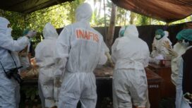 Proses ekshumasi oleh tim dokter forensik terhadap Jenazah Adik Naya di desa Bone Baru, Banggai Utara (Foto: Istimewa)