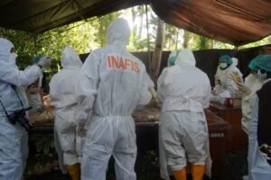 Proses ekshumasi oleh tim dokter forensik terhadap Jenazah Adik Naya di desa Bone Baru, Banggai Utara (Foto: Istimewa)