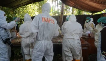 Proses ekshumasi oleh tim dokter forensik terhadap Jenazah Adik Naya di desa Bone Baru, Banggai Utara (Foto: Istimewa)