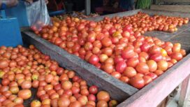 Tomat di Pasar Baru Banggai, Kabupaten Banggai Laut (Foto : Nomo/BanggaiTerkini)