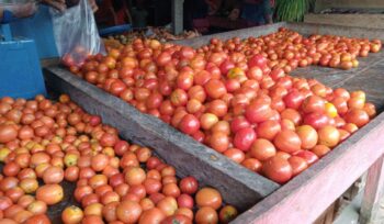 Tomat di Pasar Baru Banggai, Kabupaten Banggai Laut (Foto : Nomo/BanggaiTerkini)