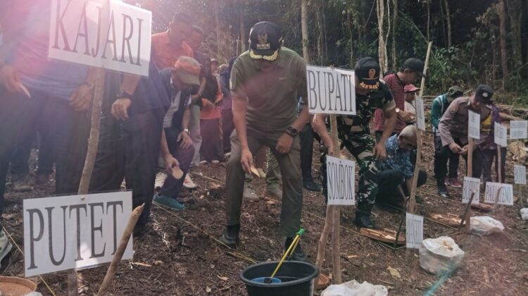 Bupati Sofyan Kaepa melakukan penanaman ubi banggai di desa Lokotoy, Banggai Utara (Foto : Nomo/BanggaiTerkini)