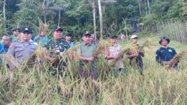 Panen perdana padi gogo (Foto: Nomo/BanggaiTerkini)