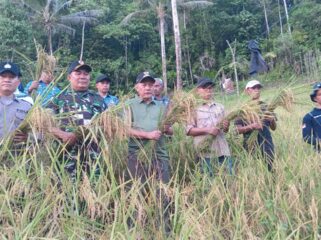 Panen perdana padi gogo (Foto: Nomo/BanggaiTerkini)