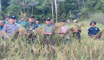 Panen perdana padi gogo (Foto: Nomo/BanggaiTerkini)