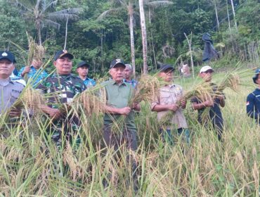 Panen perdana padi gogo (Foto: Nomo/BanggaiTerkini)