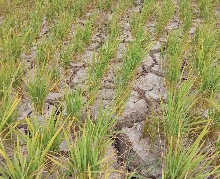 69 Hektare Sawah di Tinangkung dan Kampung Baru, Banggai Kepulauan Terancam Gagal Panen